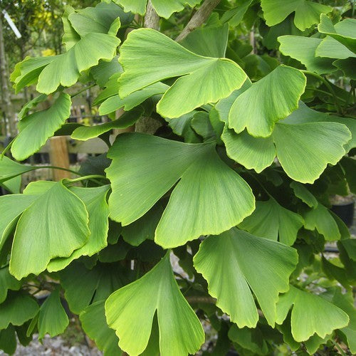 Japanse Notenboom