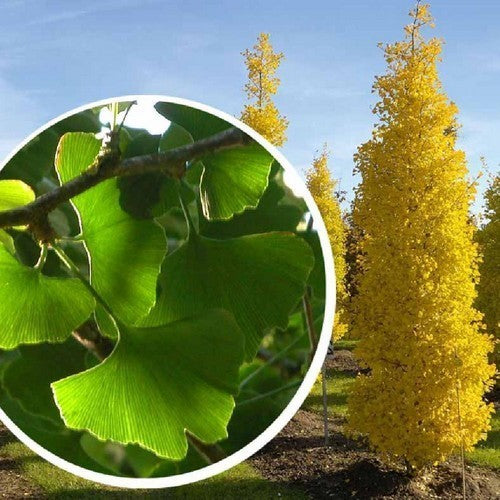 Japanse Notenboom 'Fastigiata Blagon'