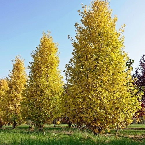 Japanse Notenboom 'Fastigiata Blagon'