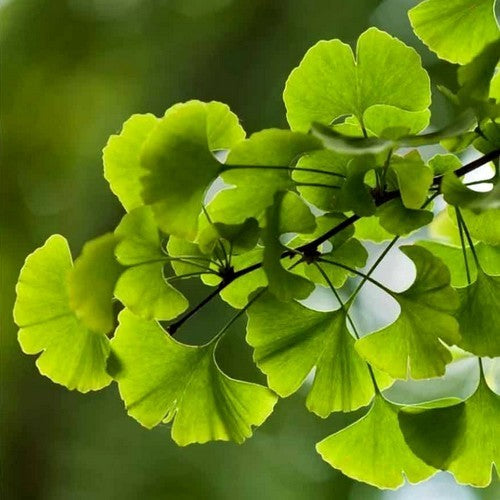 Japanse Notenboom 'Fastigiata Blagon'