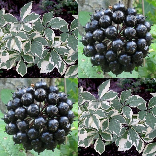 Ginseng, Siberische 'Variegatus'