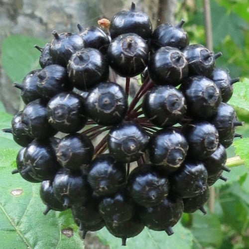 Ginseng, Siberische 'Variegatus'