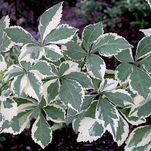 Ginseng, Siberische 'Variegatus'