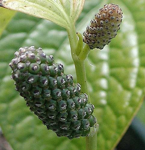 Heilige Bladpeper
