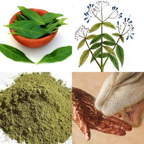 Hennaplant