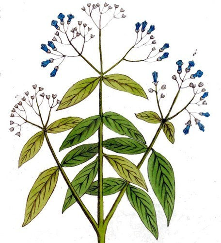 Hennaplant