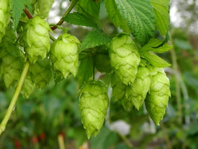 Hop(scheuten) 'Comet'