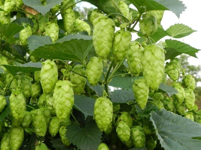 Hop(scheuten) 'Cascade'