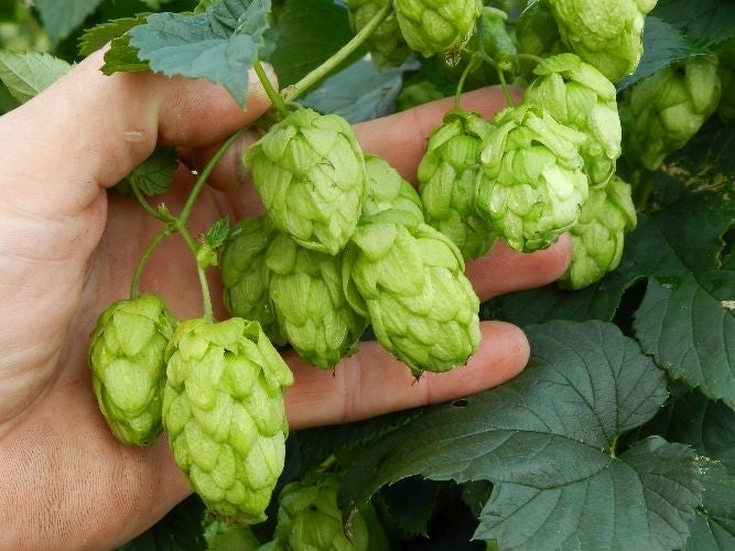 Hop(scheuten) 'Fuggle'