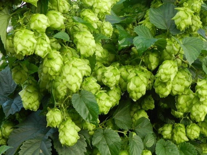 Hop(scheuten) 'Saphir'
