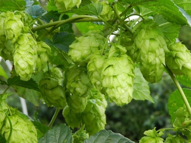 Hops (shoots) 'Tettnanger'