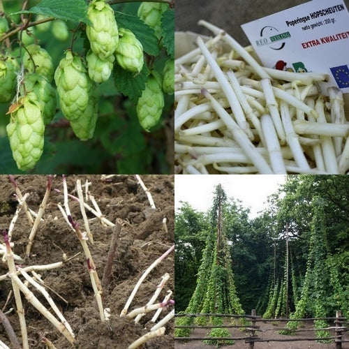 Hop(scheuten) 'Berlaarse Bitter'