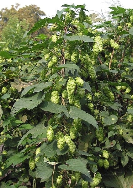 Hop(scheuten) 'Berlaarse Bitter'