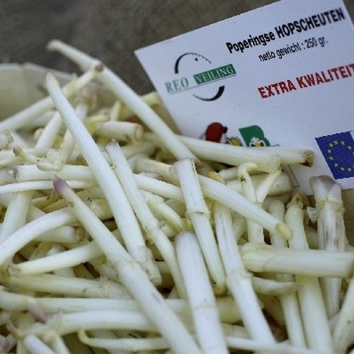Hop(scheuten) 'Berlaarse Bitter'