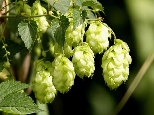 Hop(scheuten) 'Berlaarse Bitter'