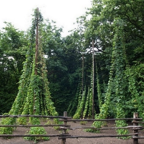 Hop(scheuten) 'Berlaarse Bitter'