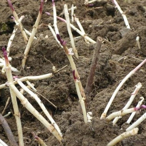 Hop(scheuten) 'Berlaarse Bitter'