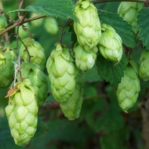 Hop(scheuten) 'Berlaarse Bitter'