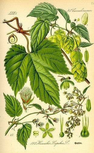 Hop(scheuten) 'Berlaarse Bitter'