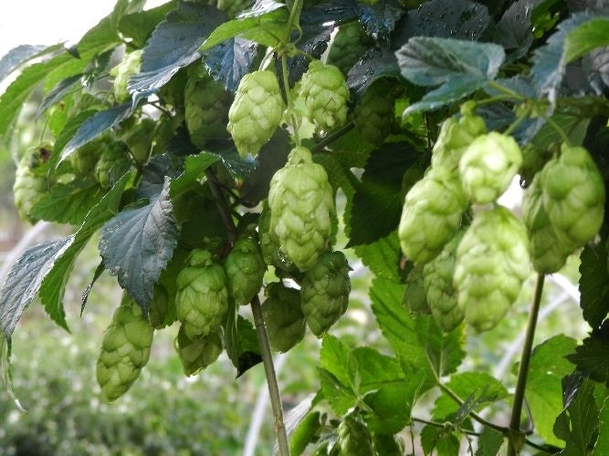 Hops (shoots) 'Merkur'