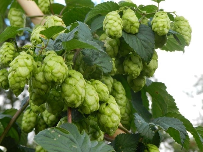 Hop(scheuten) 'Northern Brewer'