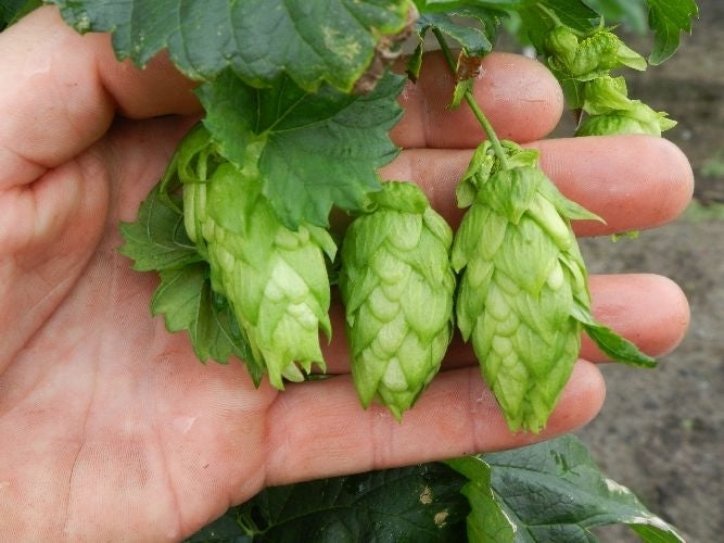 Hops(hoots) 'Magnum'