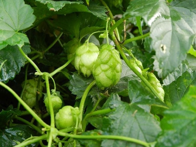 Hop(scheuten) 'Perle'