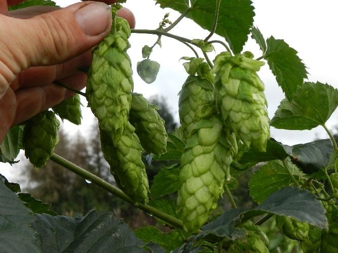 Hops (shoots) 'Spalter Select'