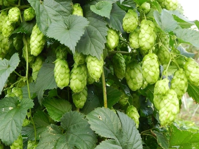 Hop(scheuten) 'Elsasser'