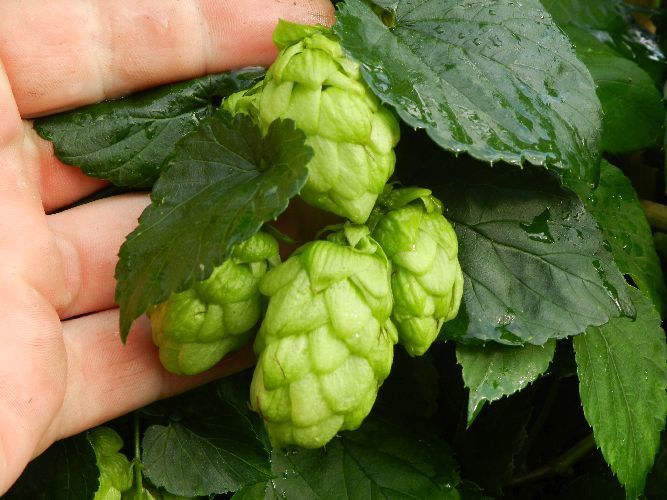 Hop(scheuten) 'Record'