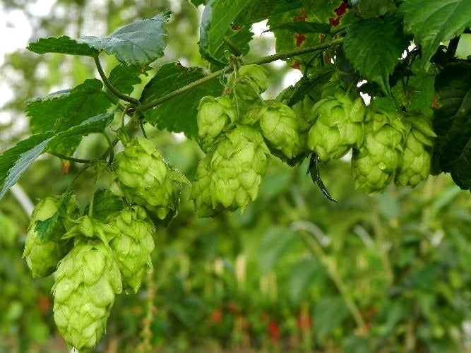 Hops (shoots) 'Precoce de Bourgogne'