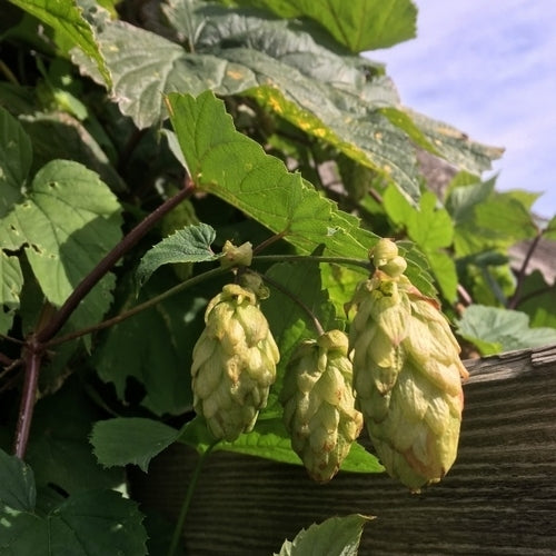 Hop(scheuten) 'Westbrau'