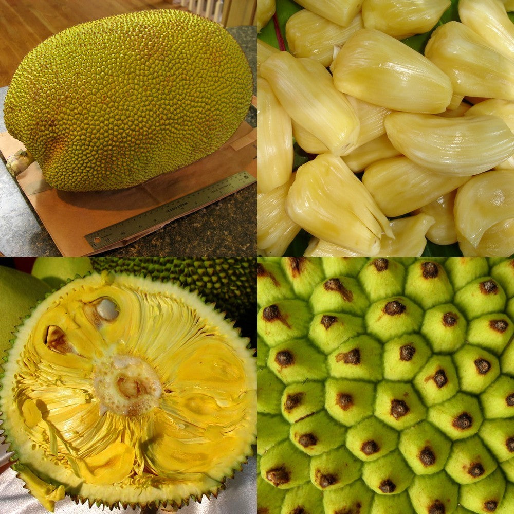 Jackfruit medium