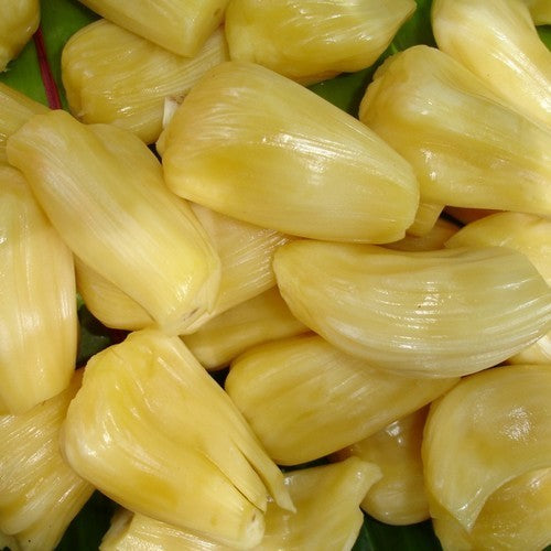 Jackfruit medium