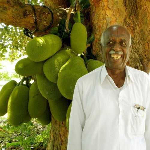Jackfruit medium