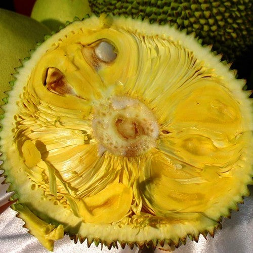 Jackfruit medium