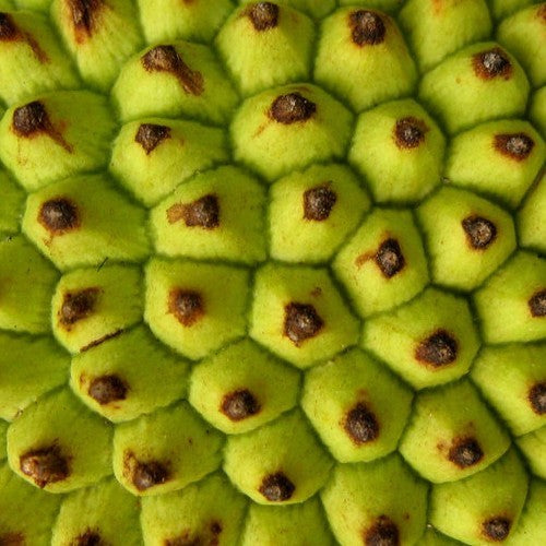 Jackfruit medium
