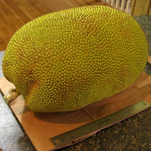 Jackfruit medium