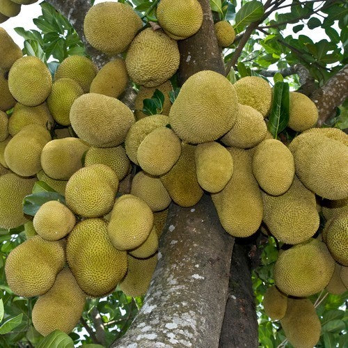 Jackfruit medium