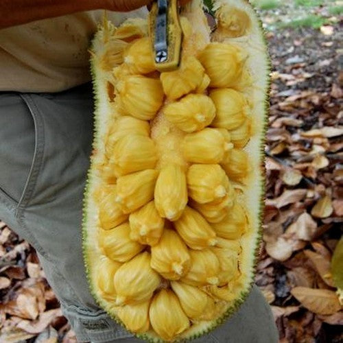 Jackfruit medium