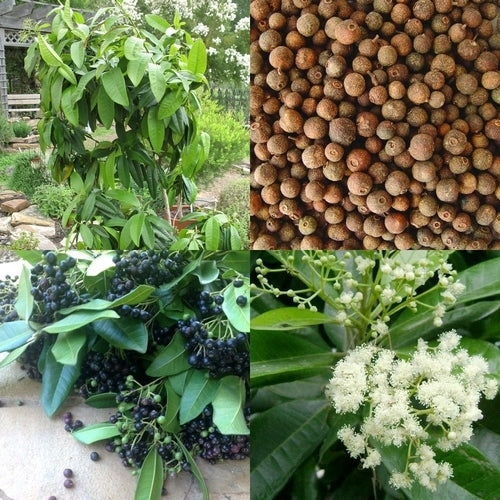 Allspice