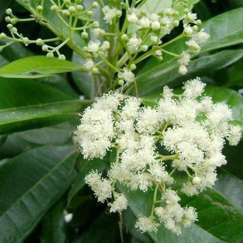 Allspice