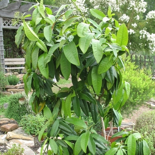 Allspice