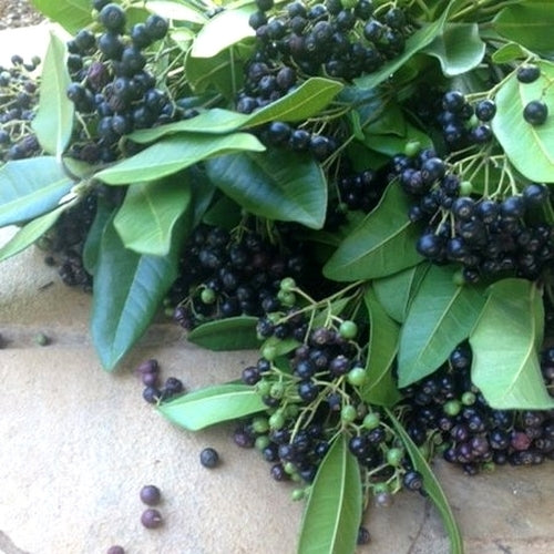 Allspice