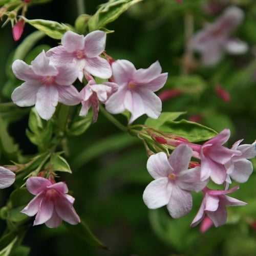 Roze Jasmijn