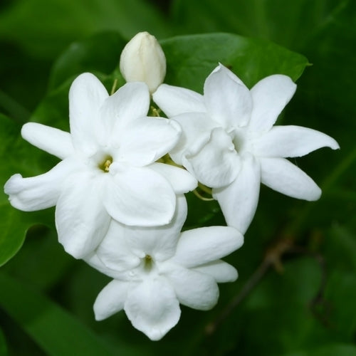 Jasmijnthee, Indische