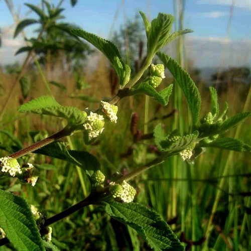 Javaanse Verveine