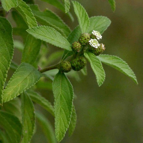 Javaanse Verveine