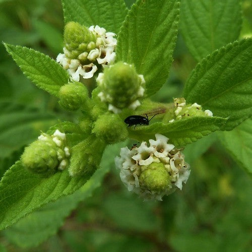 Javaanse Verveine