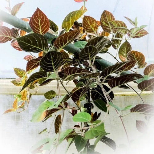 Kaasplant